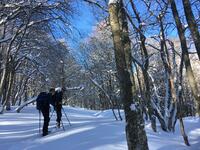 Dans la forêt Dans la forêt