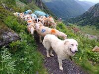 5 Montée aux estives 5 Montée aux estives